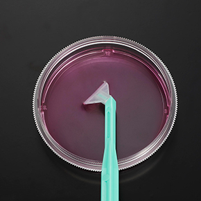 ����ʽϸ���ε�,ϸ���ջ�,ϸ���ε�,Cell Scrapers