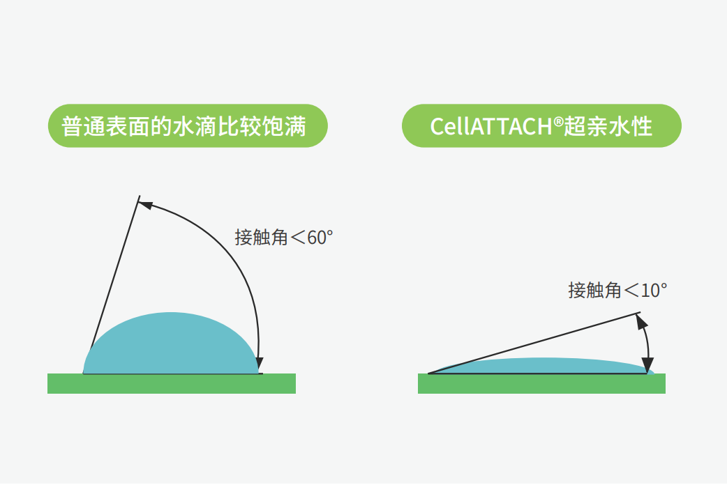 ����ĳ���ˮ��ò���óͷ����գ�����������Ϊϸ���ṩ���õ������ԣ�������������ϸ��������������������������߲���