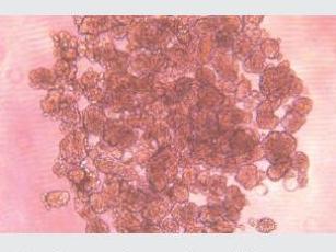 �����ϸ������������֤��������������ò��Щ��ϸ�������������������ɿ���ʵ�ֿ��ظ���һ�¡��ɿ���ϸ��������