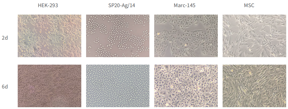 ������Ǯlzyq88(�й�)���޹�˾