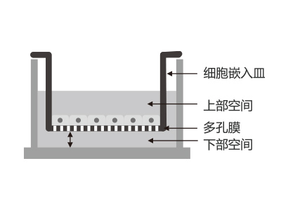 ����ʽ��ƣ���������Ƕ������ϸ��Ƕ�����ƶ�ʱ����ϸ������Ӱ���ϲ��ռ� �������������ܱ�������Һͨ����ëϸ������ʧ